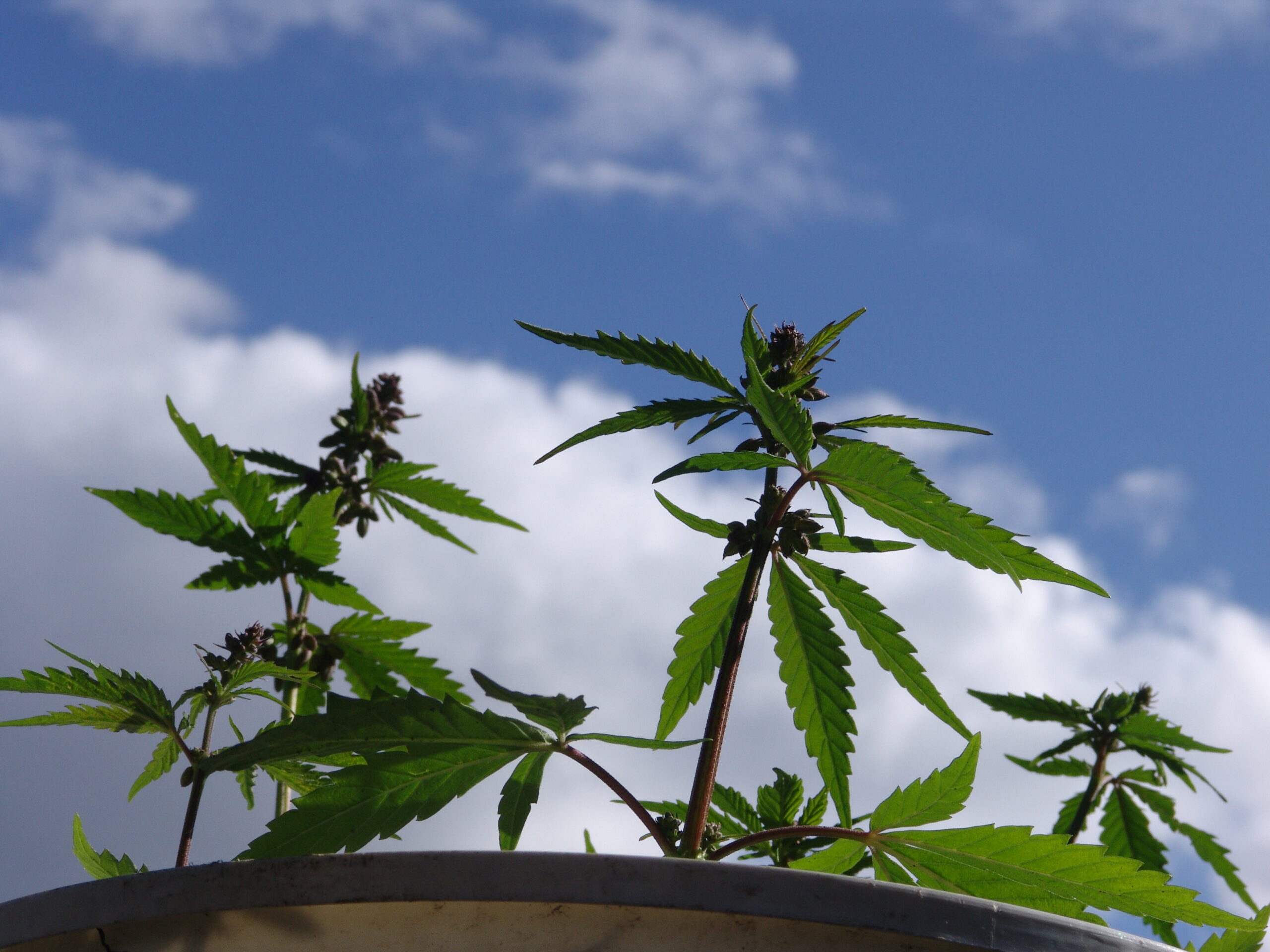 3 notizie sulla cannabis